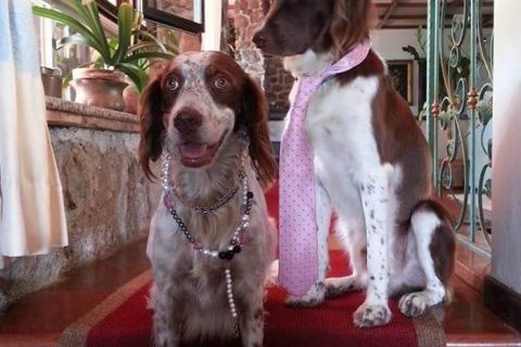 Pet Friendly Hotel Costa Dorada