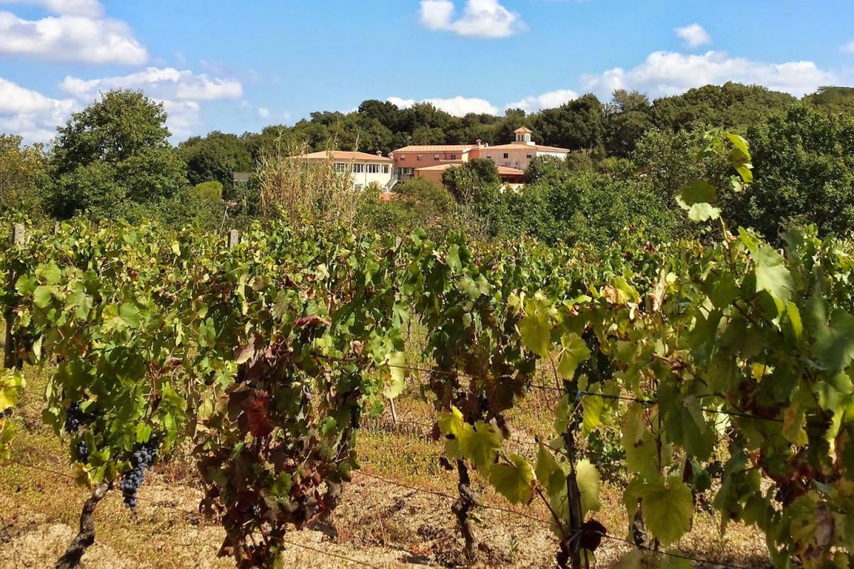 Hotel Pausania Inn Tempio Sardegna Weinberge