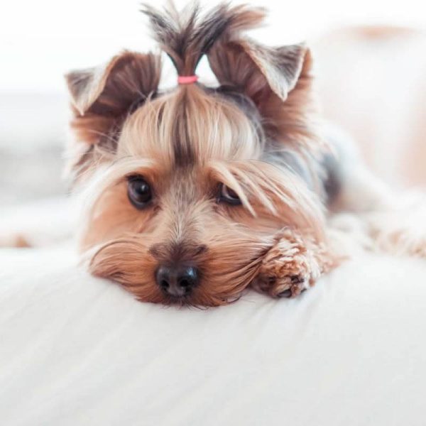 Hotel Lido degli Spagnoli, Portoscuso, Cerdeña: se admiten mascotas