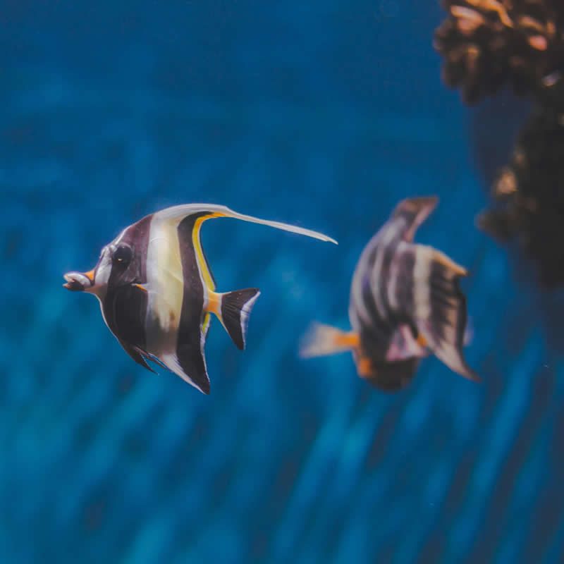 hotel nettuno cala gonone sardegna visita acquario